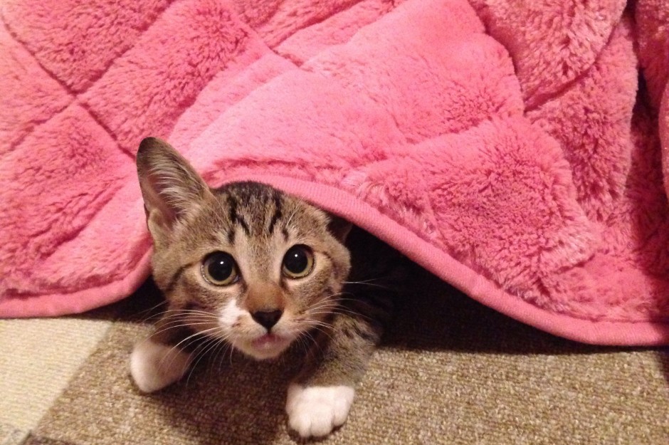 コメント32の画像