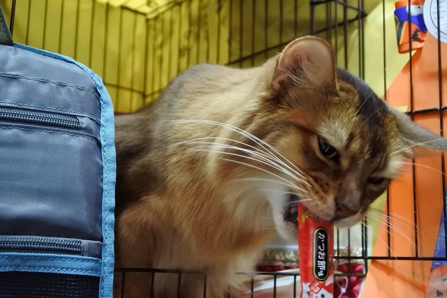 コメント394の画像