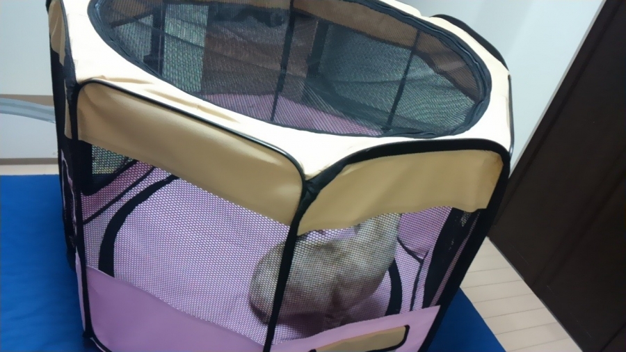 コメント460の画像