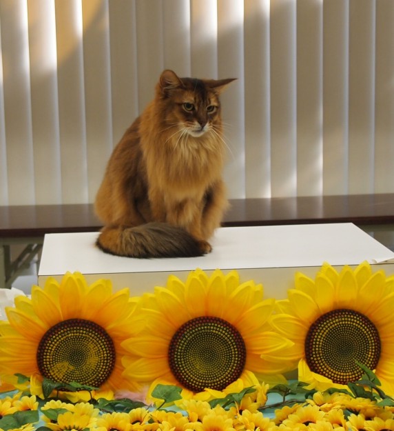 コメント512の画像