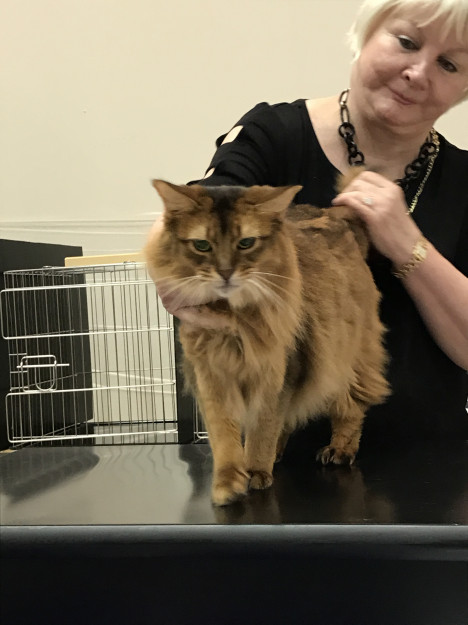 コメント533の画像