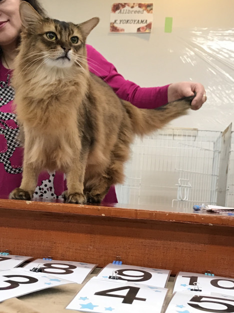 コメント549の画像