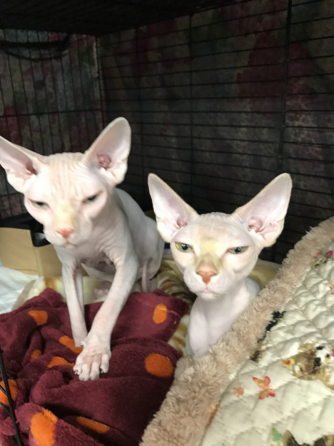 コメント552の画像