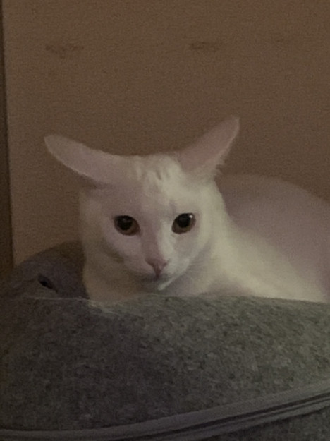 コメント598の画像