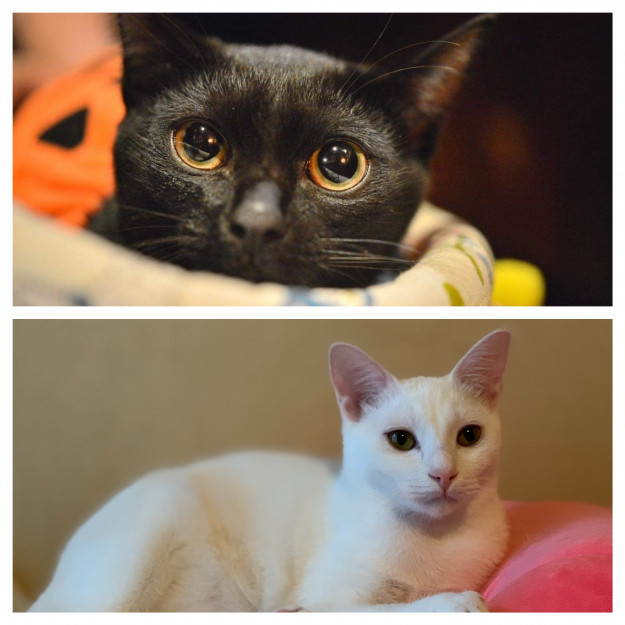 コメント603の画像