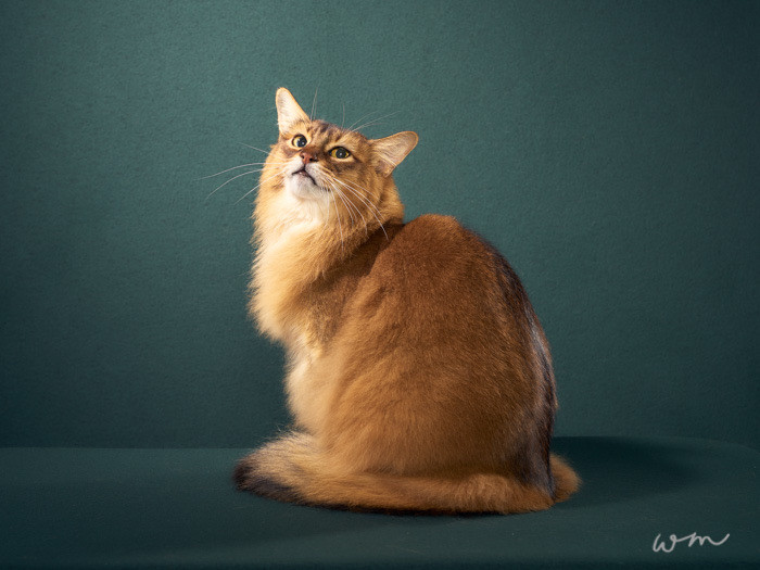 コメント611の画像