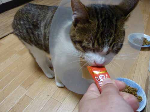 コメント300の画像