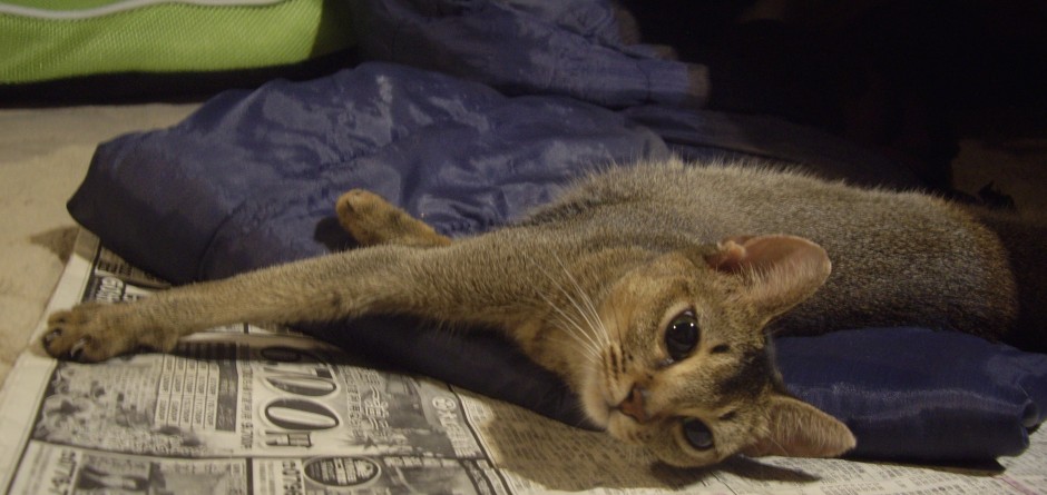 コメント366の画像