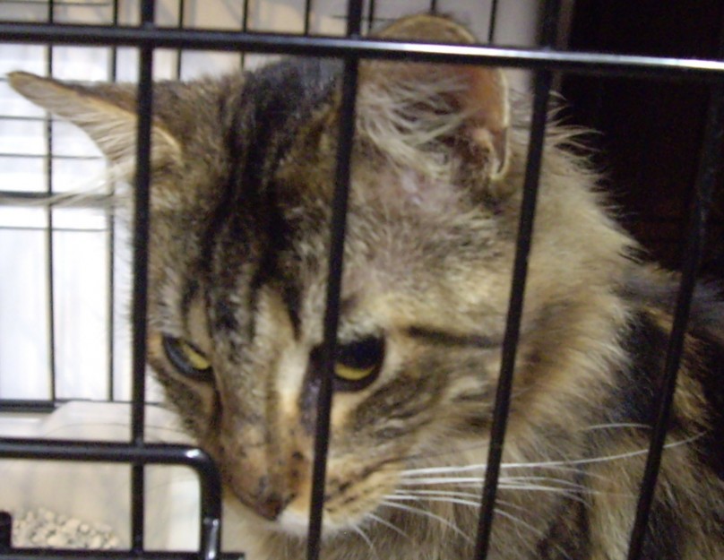 コメント370の画像