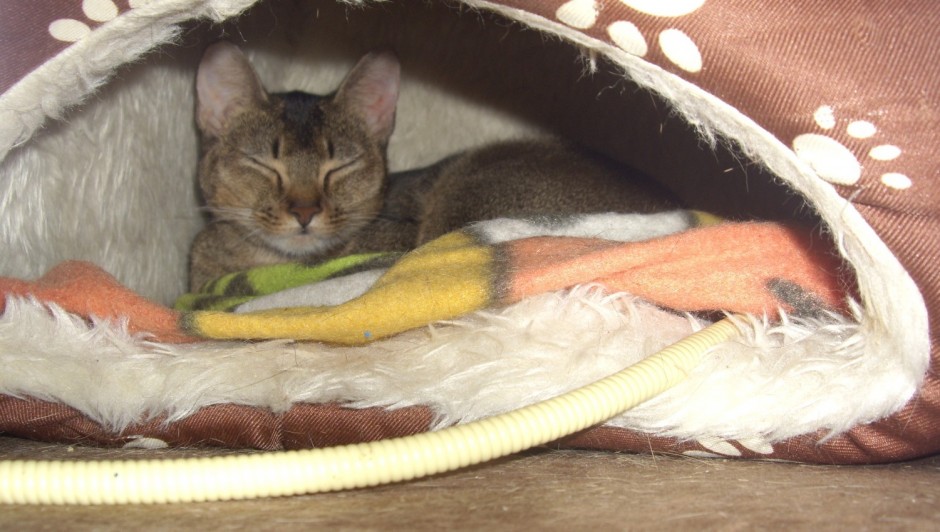 コメント389の画像