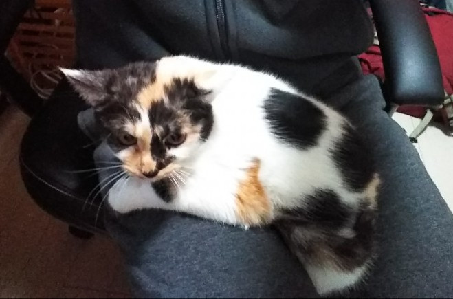 コメント625の画像