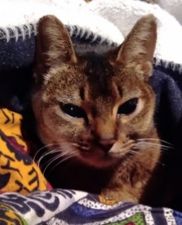 コメント634の画像