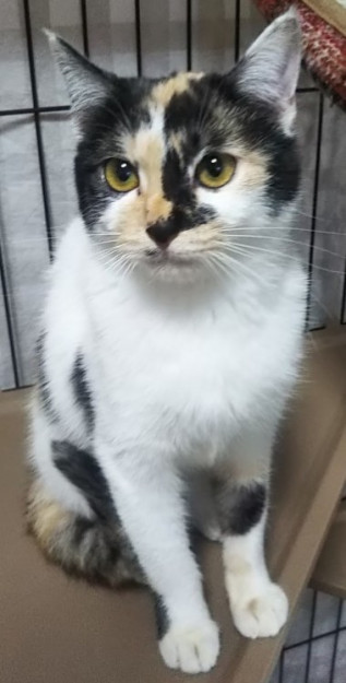 コメント636の画像