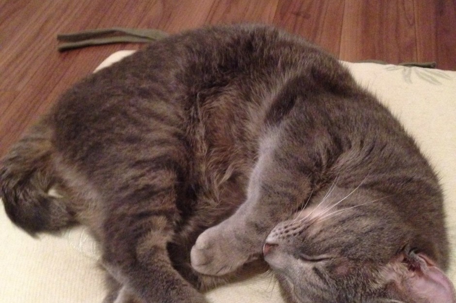 コメント296の画像