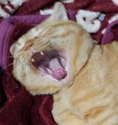 コメント360の画像