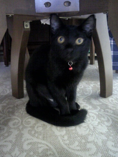 コメント374の画像