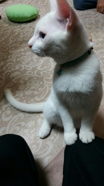 コメント375の画像