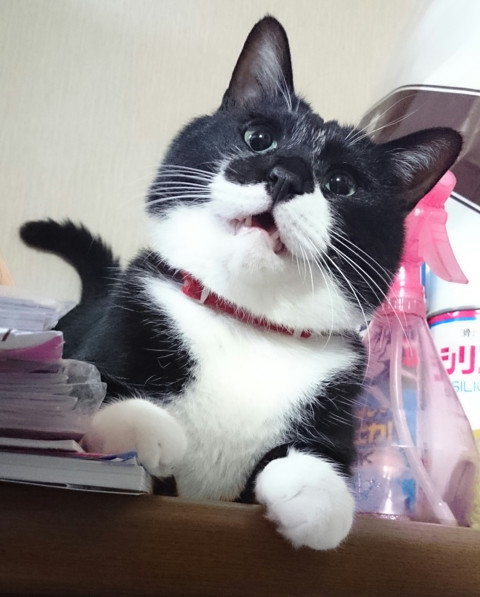 コメント41の画像