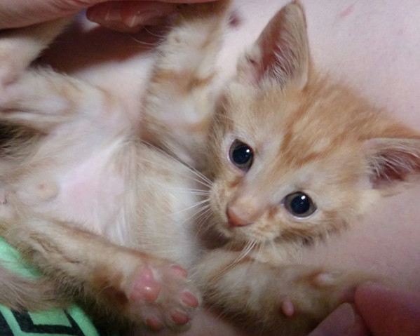 コメント101の画像