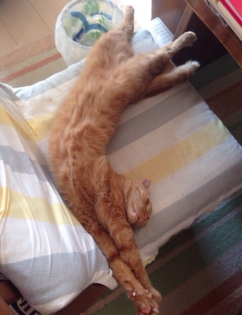 コメント9の画像