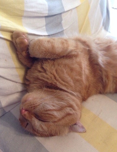 コメント26の画像