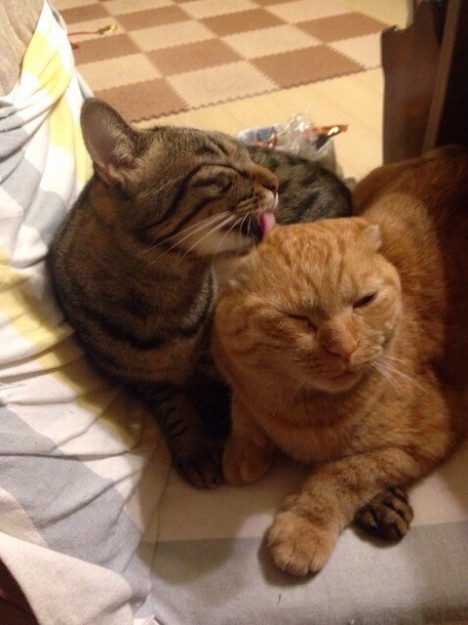 コメント124の画像