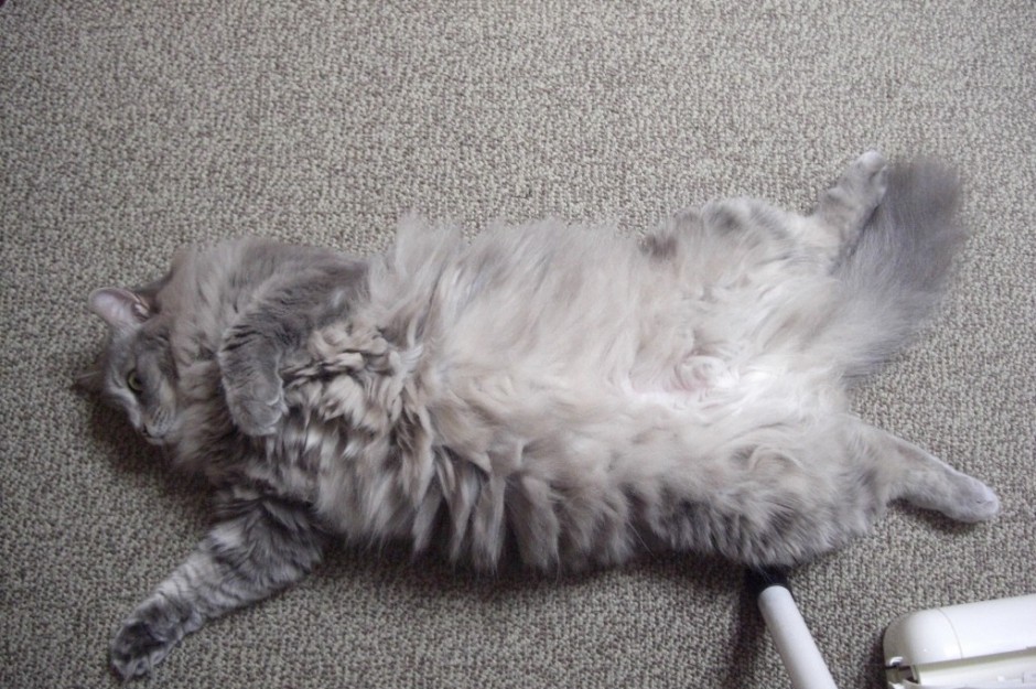 コメント2の画像