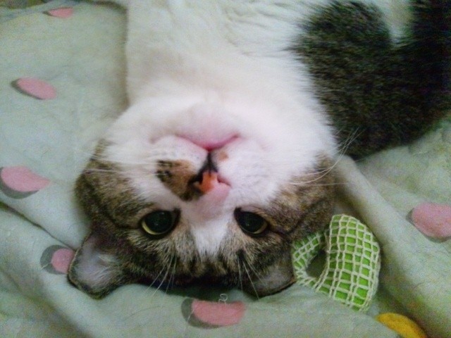 コメント7の画像