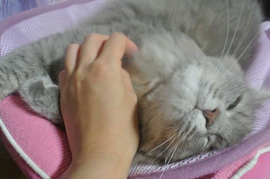 コメント18の画像