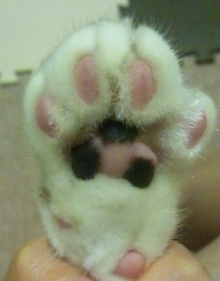 コメント28の画像