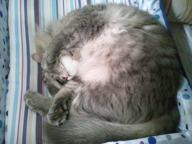 コメント29の画像