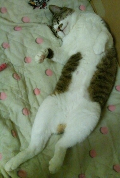 コメント30の画像