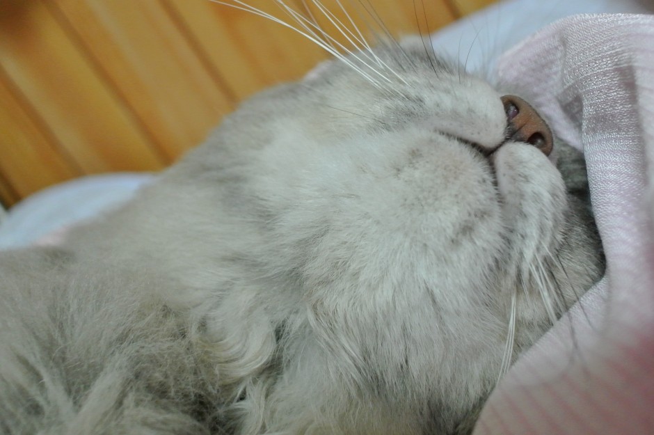 コメント34の画像