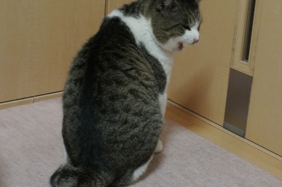 コメント38の画像