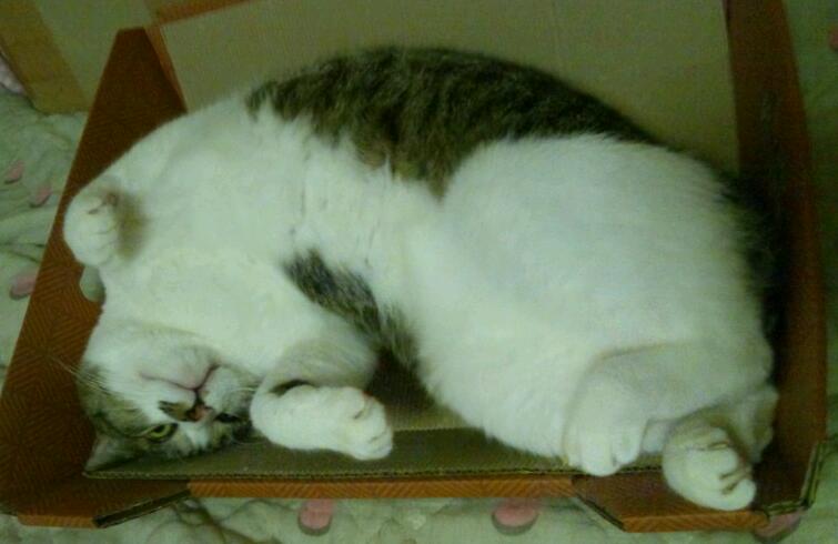 コメント58の画像