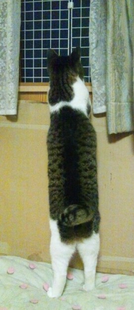 コメント79の画像