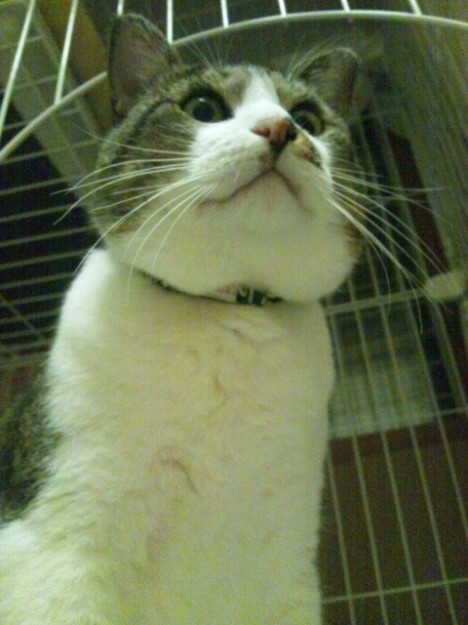 コメント88の画像