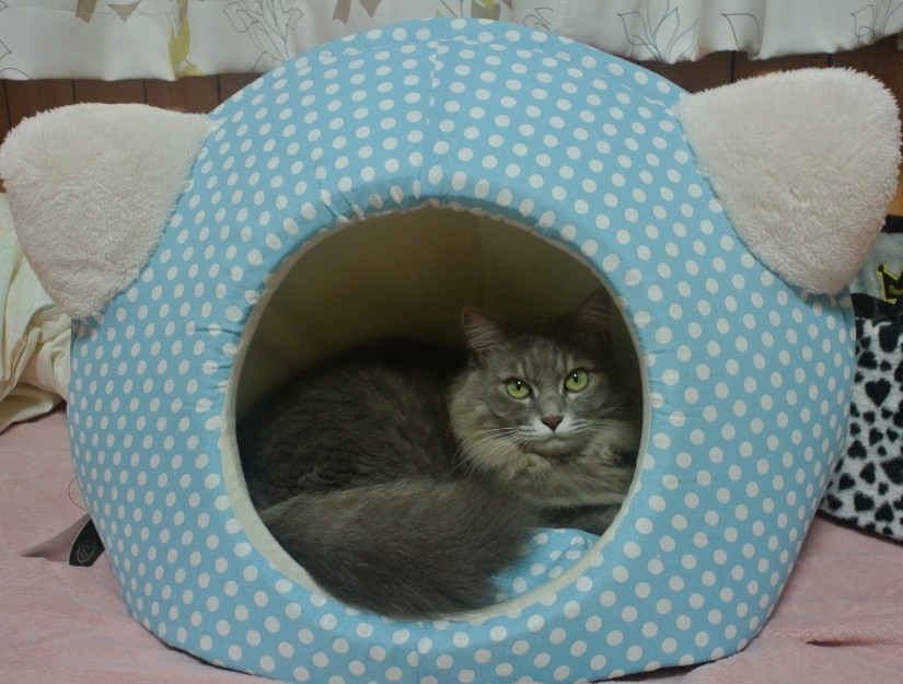 コメント96の画像