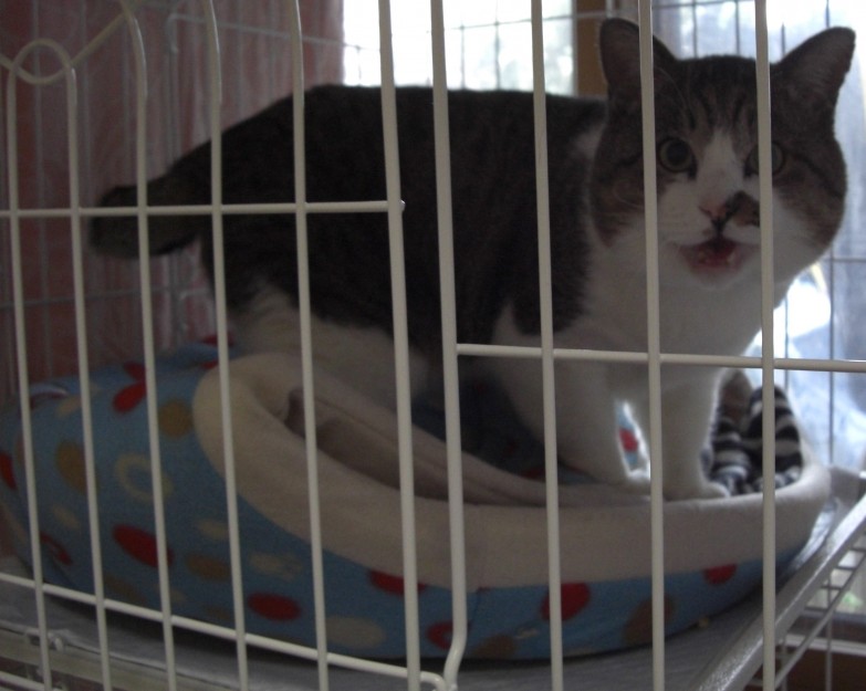 コメント100の画像