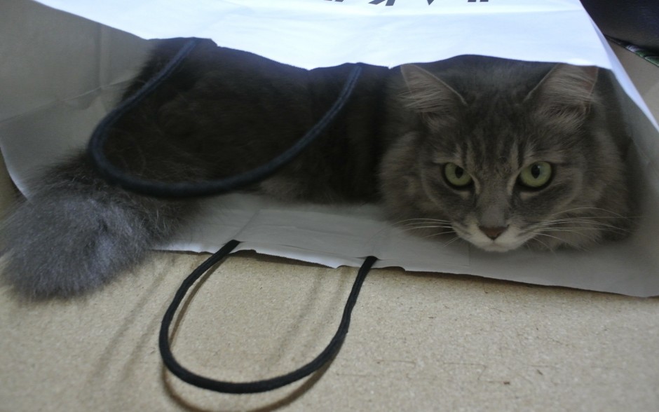 コメント109の画像