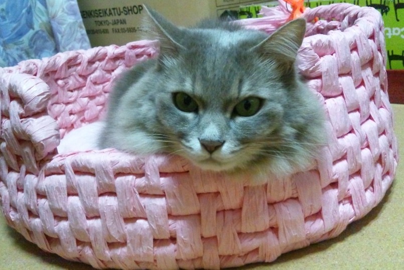 コメント117の画像