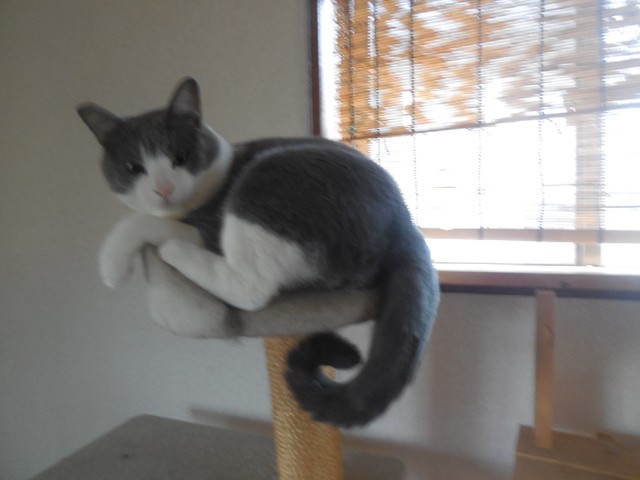 コメント36の画像