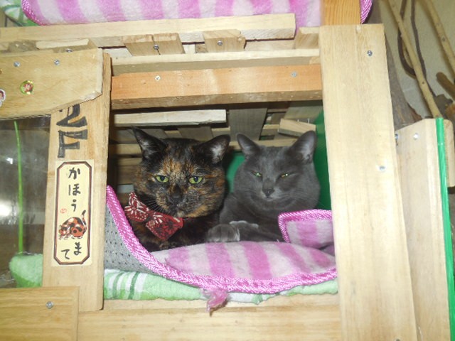 コメント103の画像