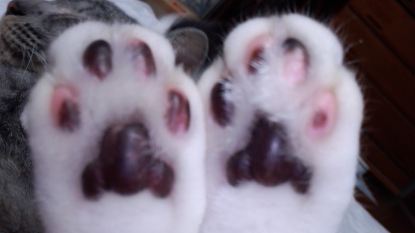 コメント25の画像