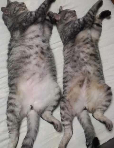 コメント32の画像