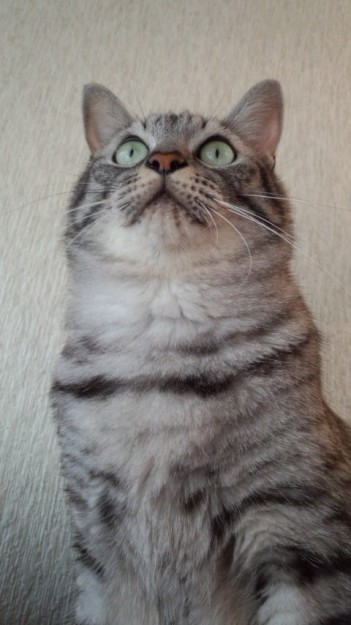 コメント81の画像