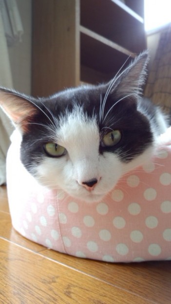 コメント97の画像