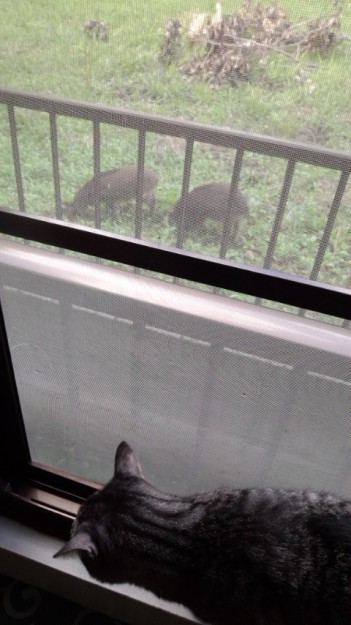 コメント112の画像