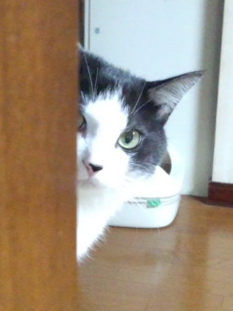 コメント126の画像