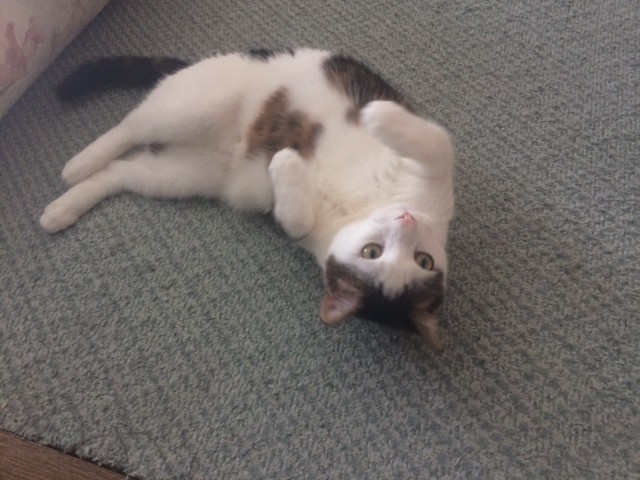 コメント49の画像